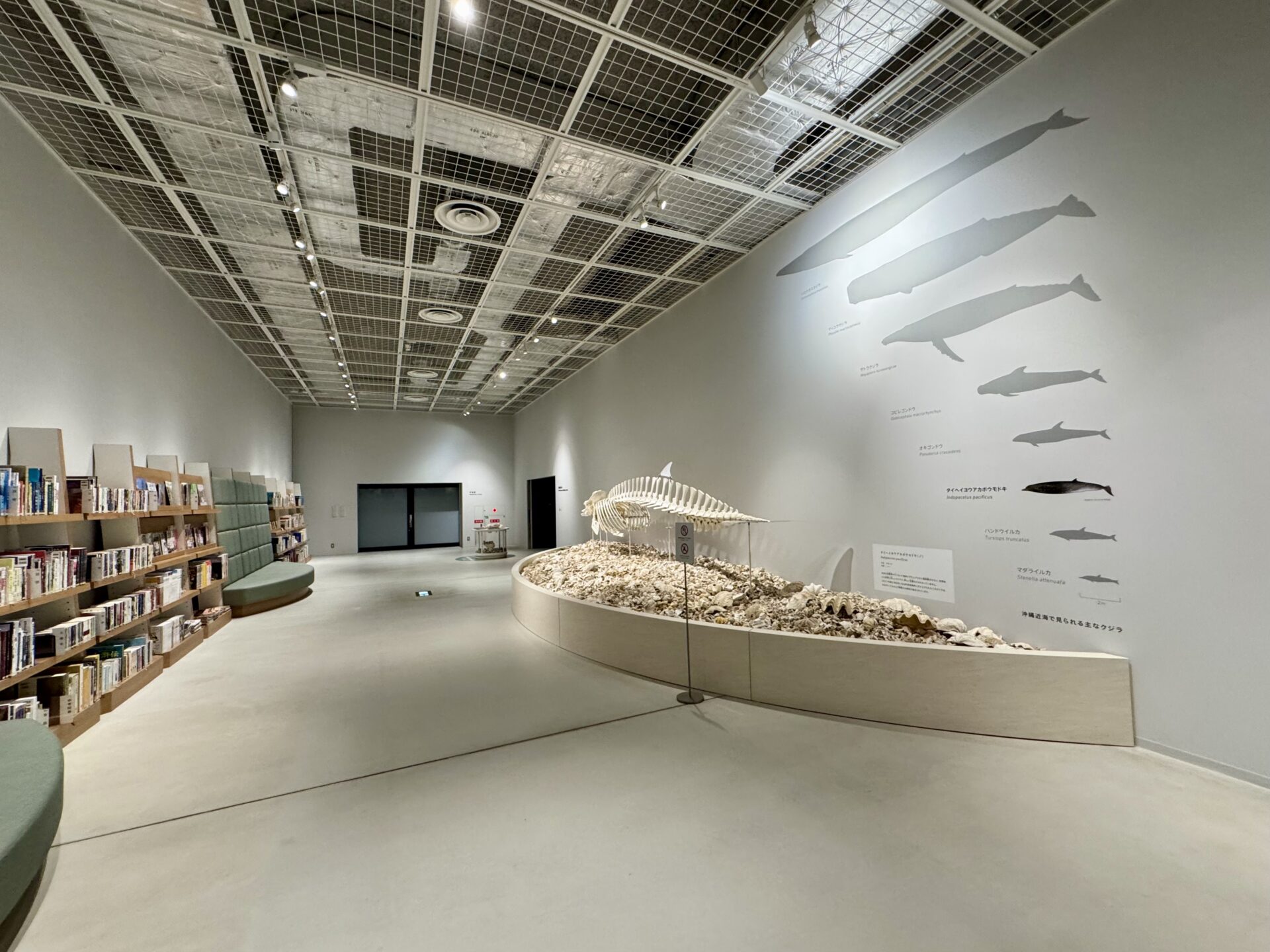 世界的にも珍しいクジラの骨格標本！7000年前の縄文人の暮らしにふれる