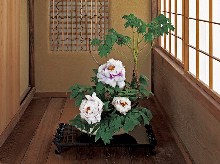 4月 家元のいけばな「百花の王、牡丹（ボタン）」