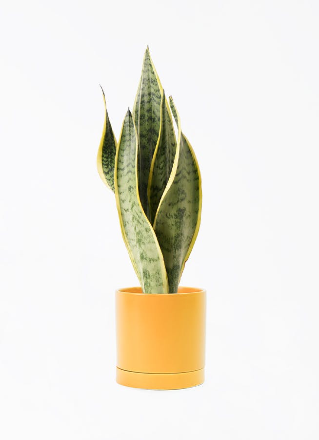 観葉植物 サンスベリア 4号 トラノオ オーセ 15 Y イエロー 付き