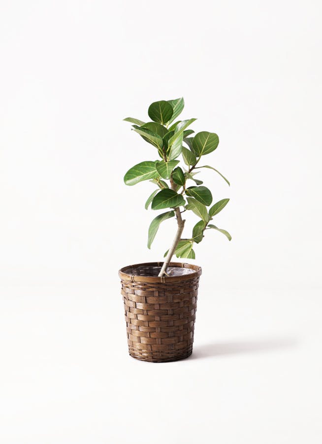 観葉植物 フィカス ベンガレンシス 6号 ストレート 竹バスケット 付き