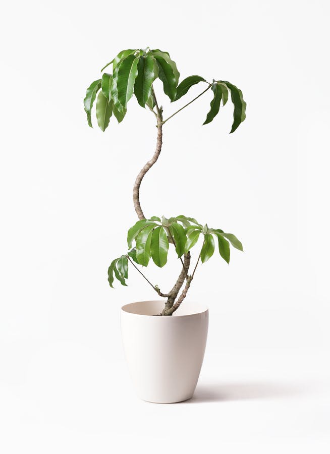 8号サイズの観葉植物 | 通販専門店 HitoHana（ひとはな）