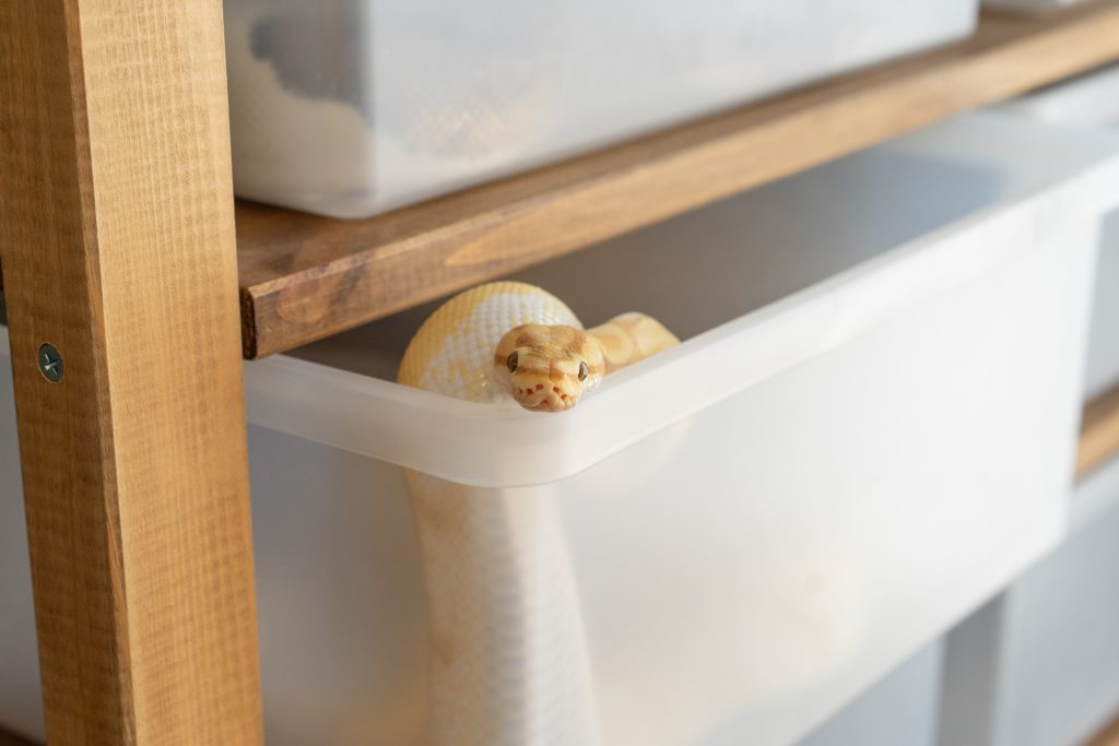 骨屋 | ブログ | 部屋に馴染むスネークラックを自作してみた