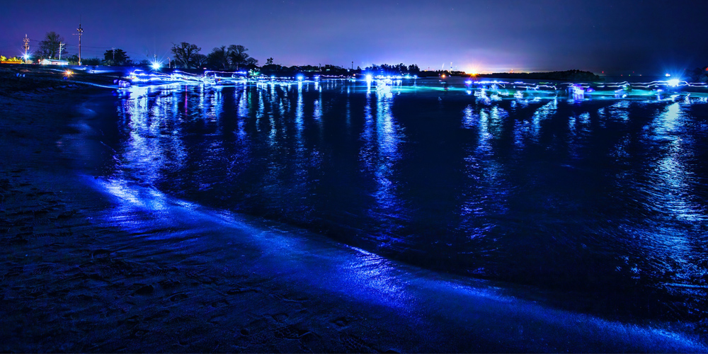 ホタルイカの身投げ」蒼く光る宝石の秘密 - ホタルイカ通販・販売・お