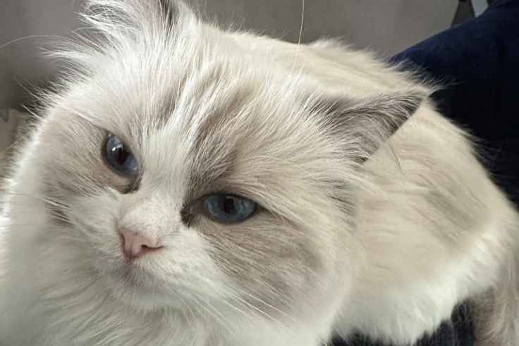 猫の涙やけ：予防と自然療法 - HsViko ペットサプリメント