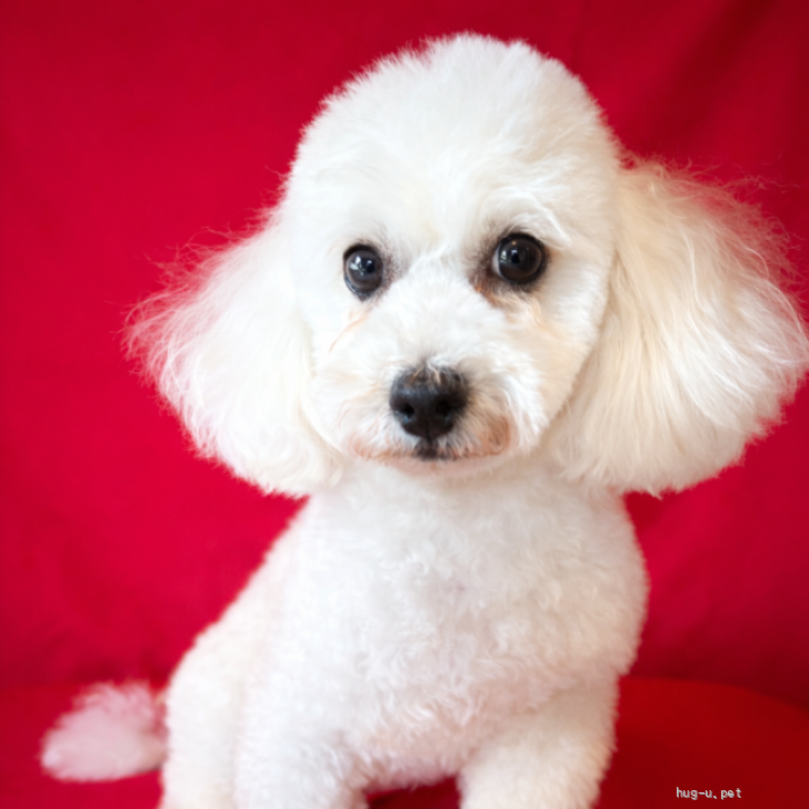 犬の里親募集】茨城県・ビションフリーゼ・人が大好き甘えん坊