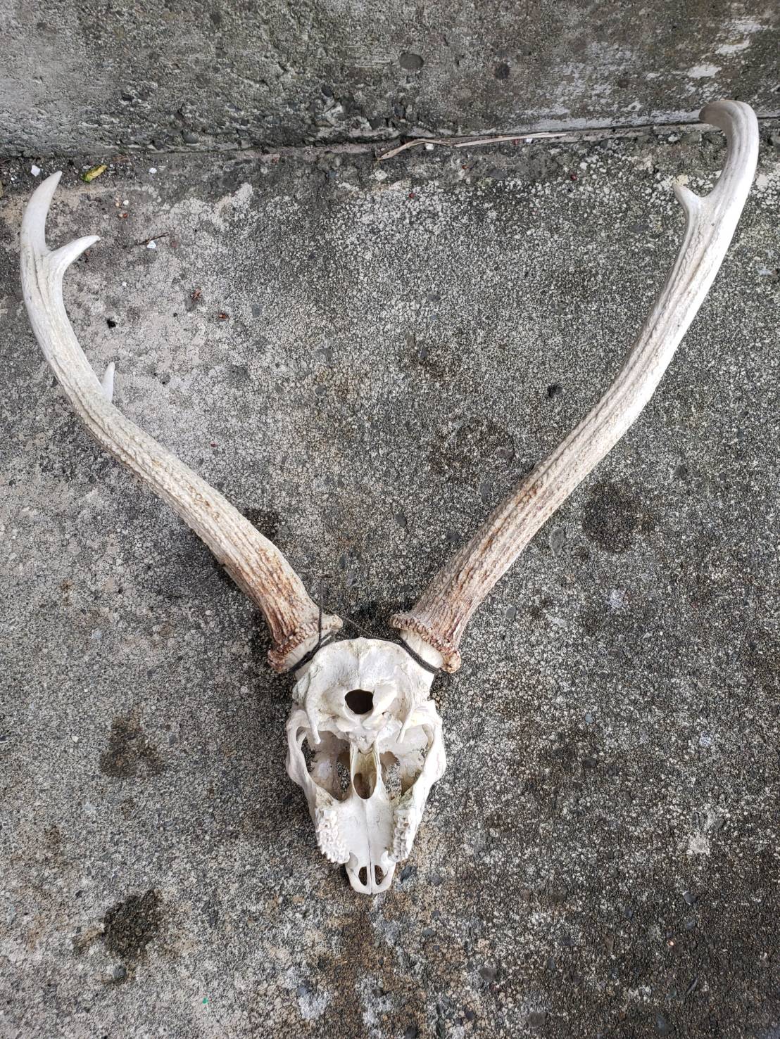 鹿の角買取します、引取ります＠北海道 | クリーニングといえば