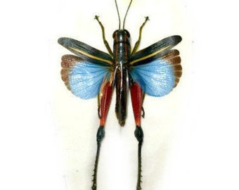 キリギリス、バッタ、コオロギ、イナゴ、昆虫学用標本 - Etsy 日本