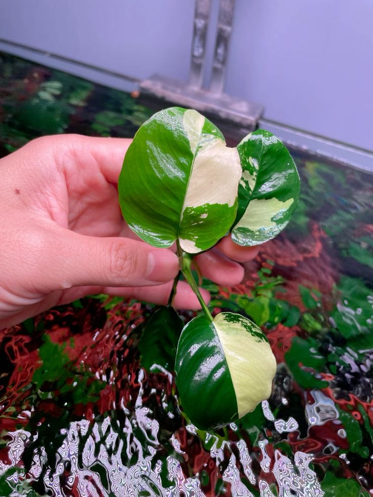 Anubias Panda King - Panking