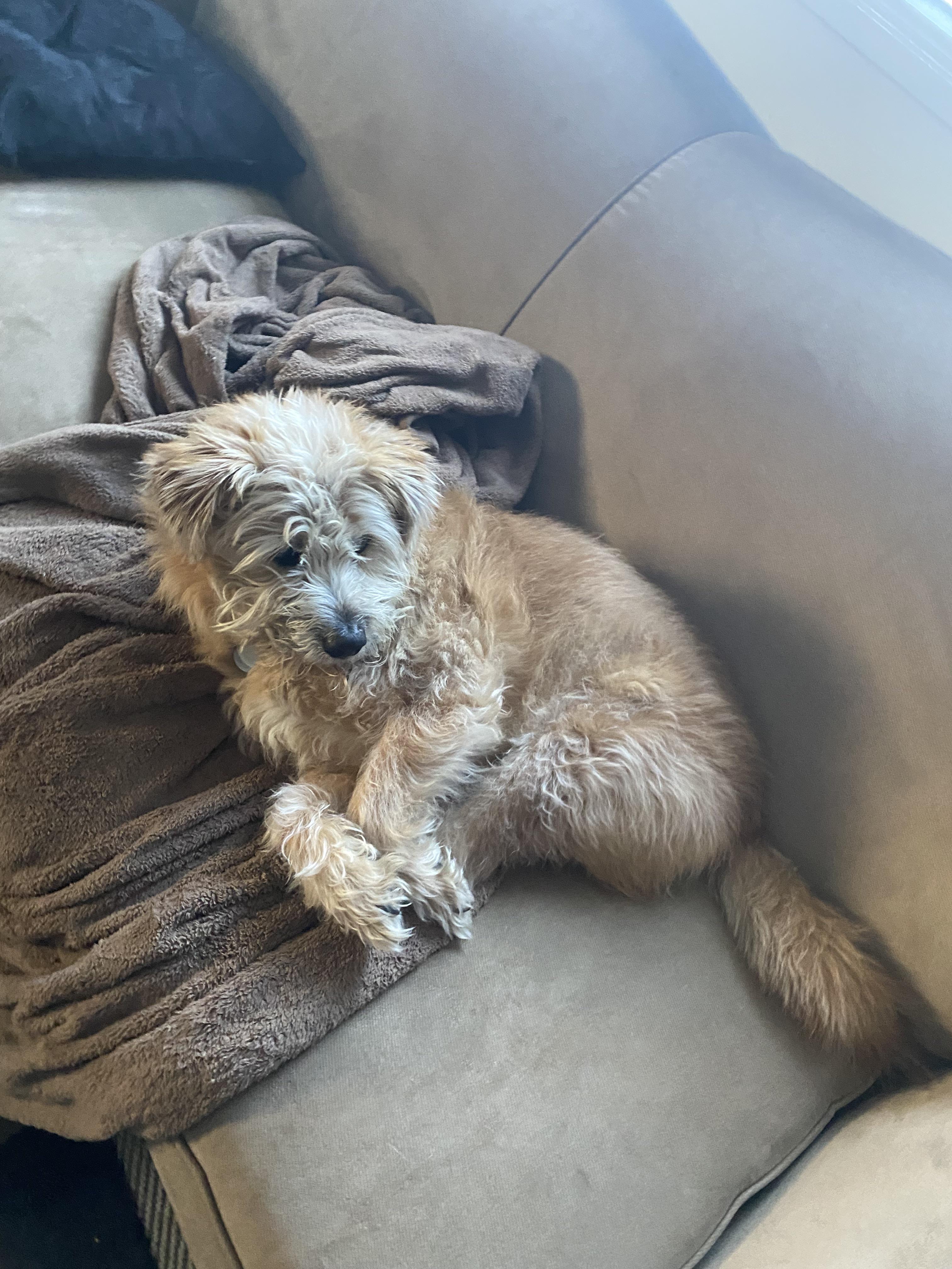 うちの「ケアーンテリアミックス」 : r/DoggyDNA