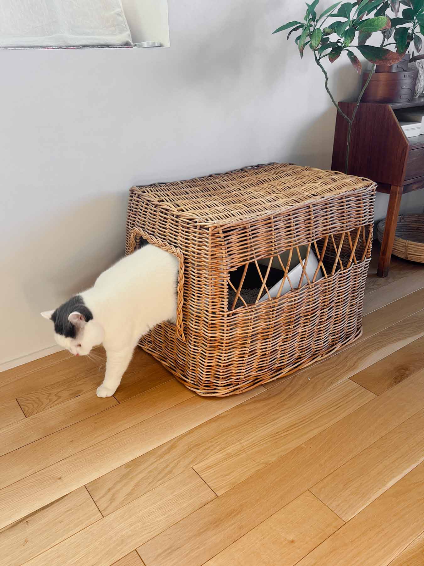 猫用品図鑑 トイレ編 vol.1 – Orné de Feuilles