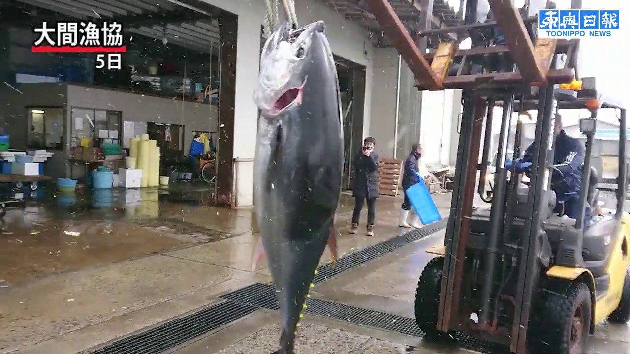 3億円超 最高値マグロ釣り上げた藤枝さん「まさか」 - YouTube