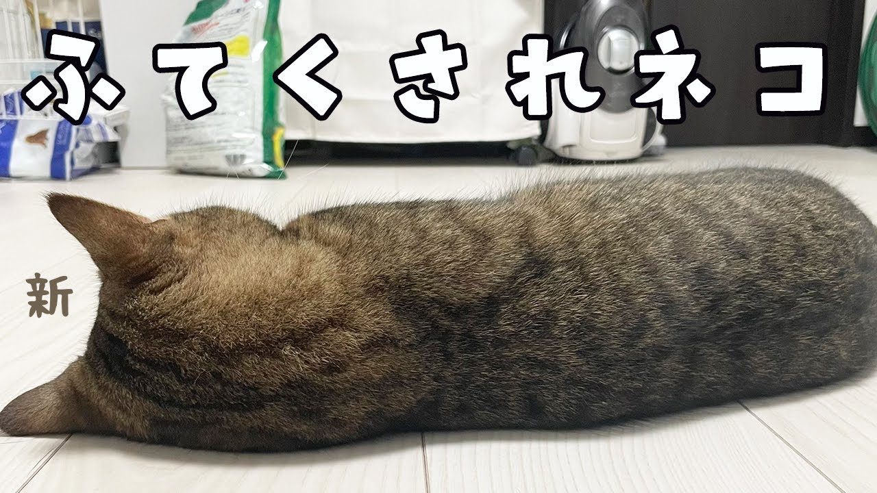 ちょいとイタズラしてママに怒られた猫が完全に拗ねたぞww - YouTube