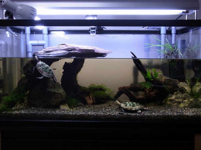 90cm水槽を例に水槽リセットの方法を解説！コケや病気対策に有効