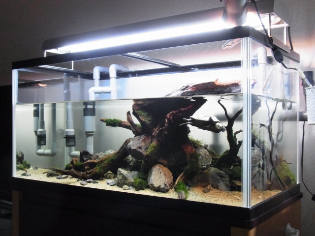 90cm水槽を例に水槽リセットの方法を解説！コケや病気対策に有効