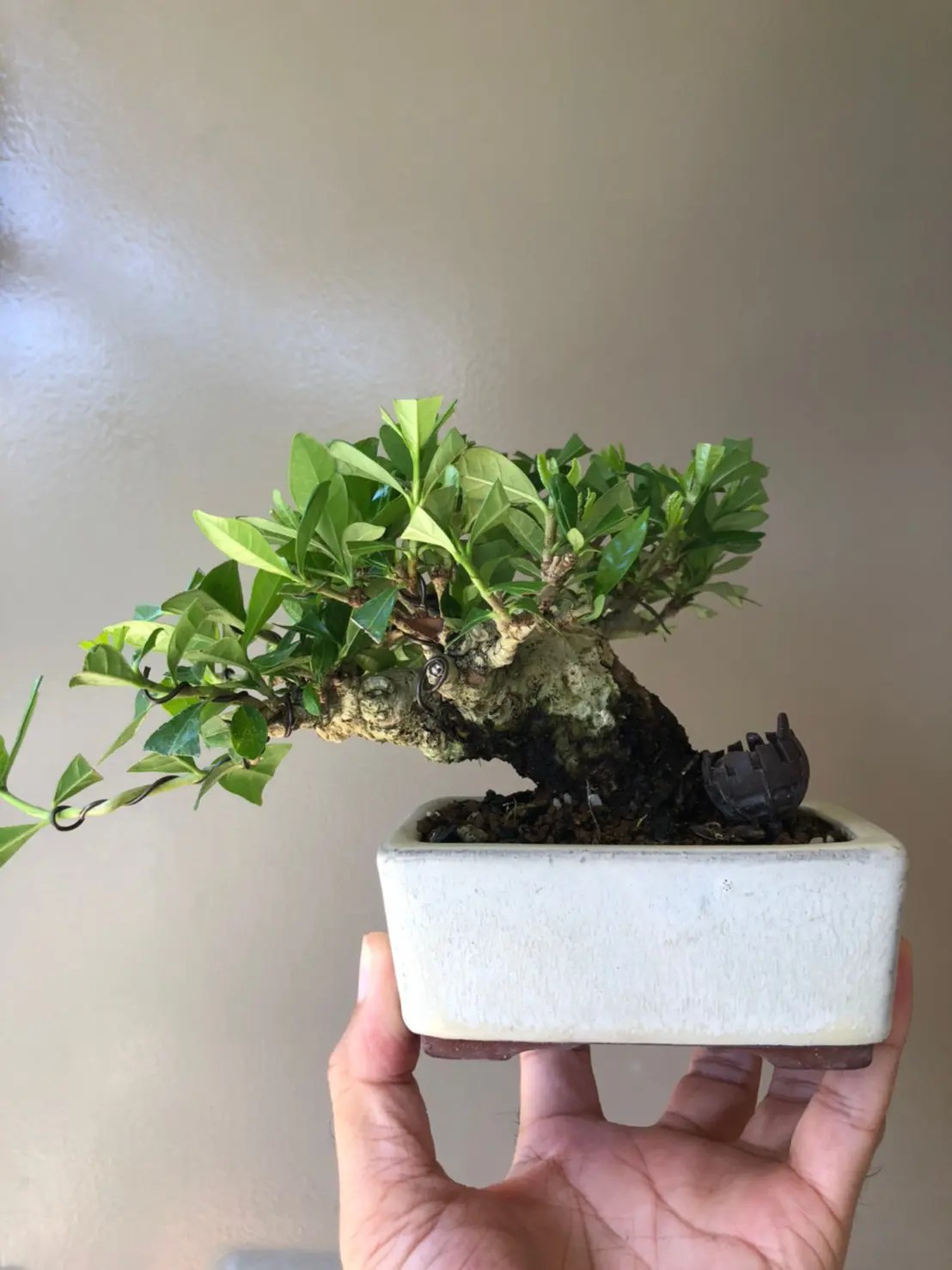 初心者向け】梔子（クチナシ）の盆栽の育て方｜香りと白い花を楽しむ