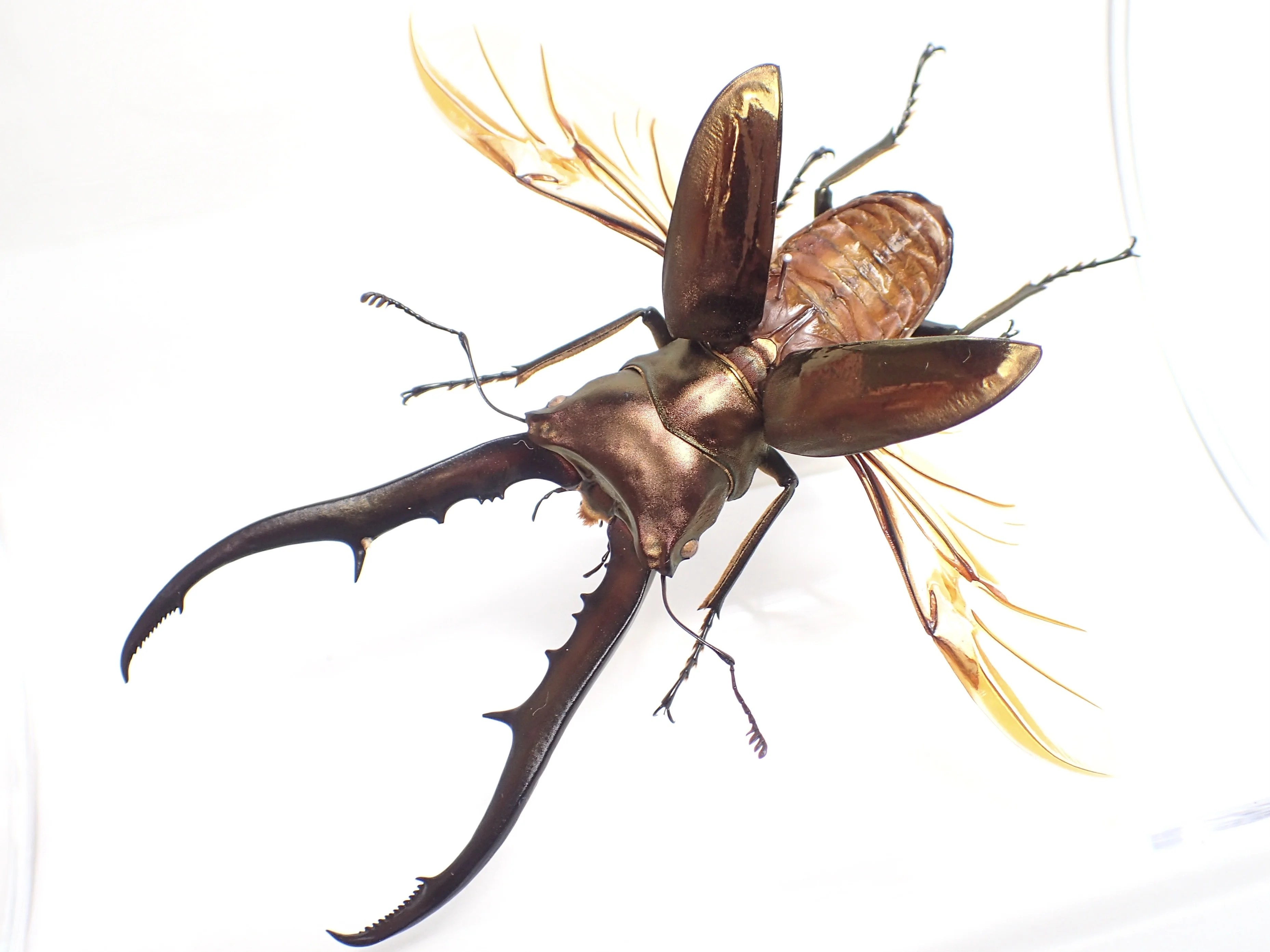 昆虫標本の作成方法 | わたくわの飼育記