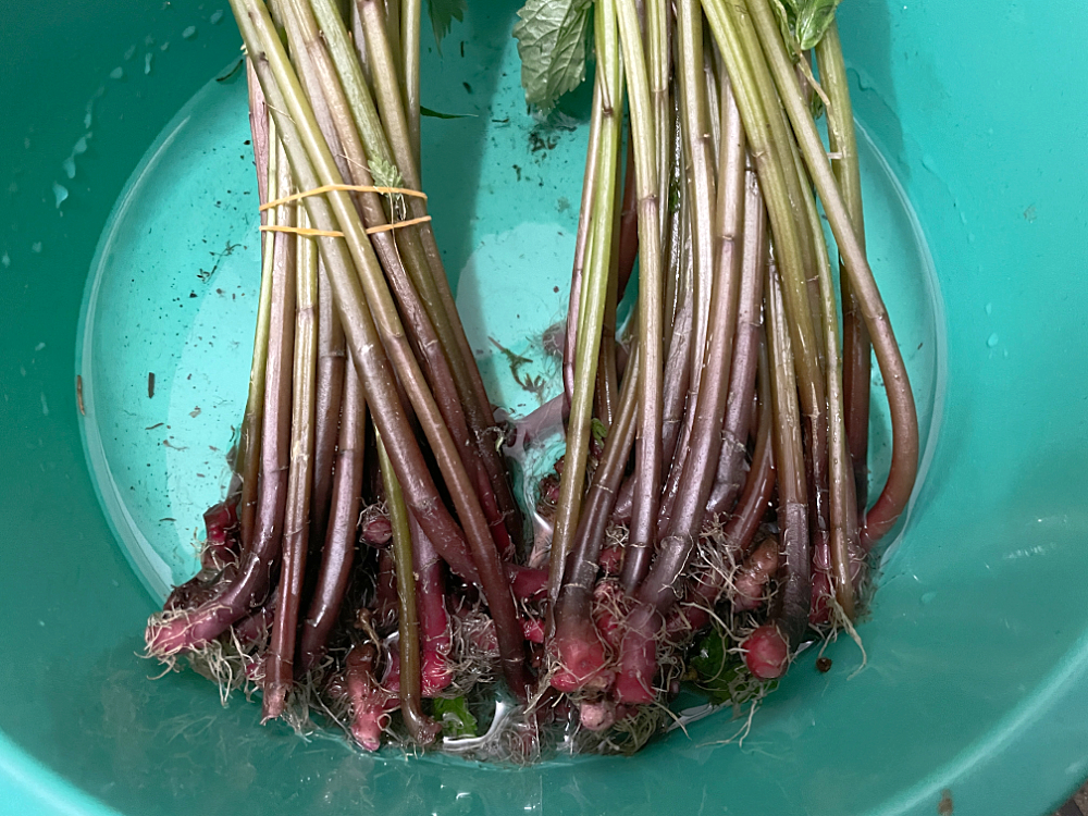 自宅の畑に生えていた”ミズ（ウワバミソウ）”が山へ採りに行くより