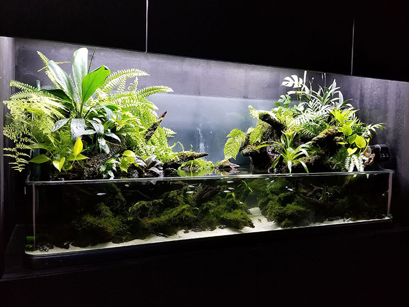 アクアテラリウム水槽 | 水槽リース・メンテナンス | アクアマイスター