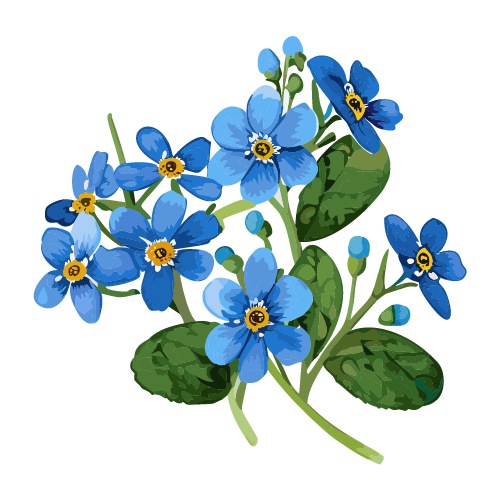 水彩で描かれた勿忘草の花のイラスト 無料素材 | イラストダウンロード