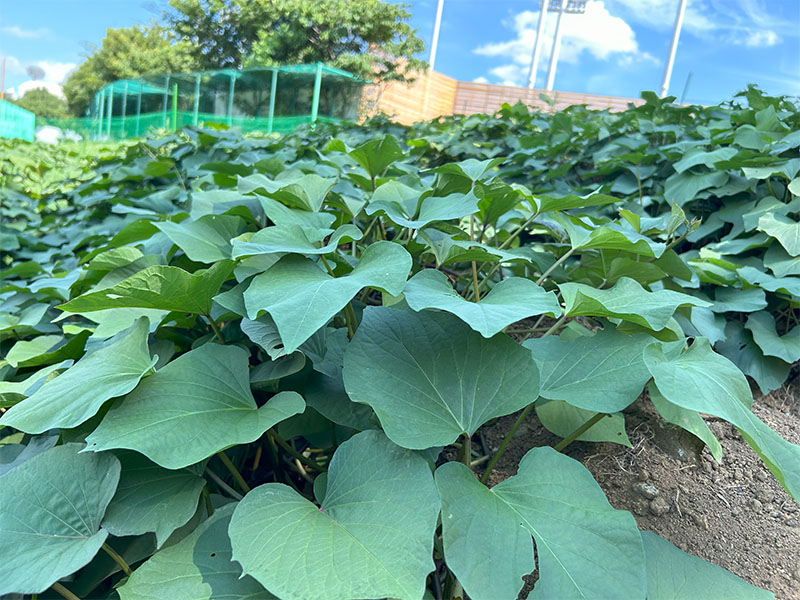 超芋まつり」会場内のさつまいも博公式畑ではさつまいもが順調に成長中