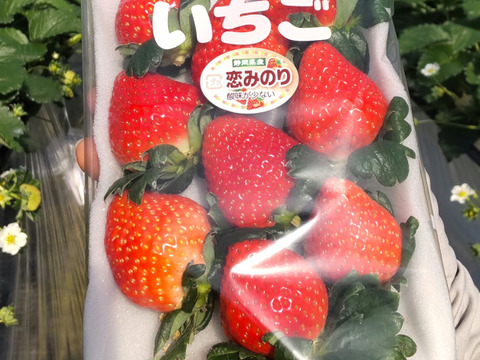 完熟いちご（恋みのり）280g2パック（DXパック） 酸味少ない、関東では