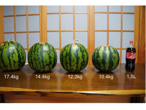スイカ(15kg級)：宮崎県産のその他スイカ｜食べチョク｜産地直送(産直