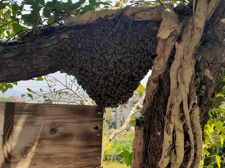 もりもと】日本ミツバチの巣くず 20kg もりもと様専用】日本ミツバチの