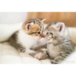 ヨドバシ.com - やのまん YANOMAN 03-942 なかよしにゃんこ