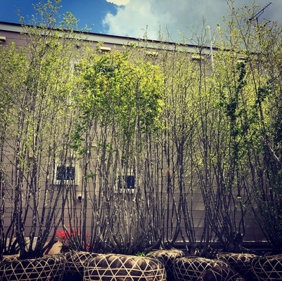 山採りアオハダ＆アオダモ 樹木販売専門店 - 雑木のBOSCO