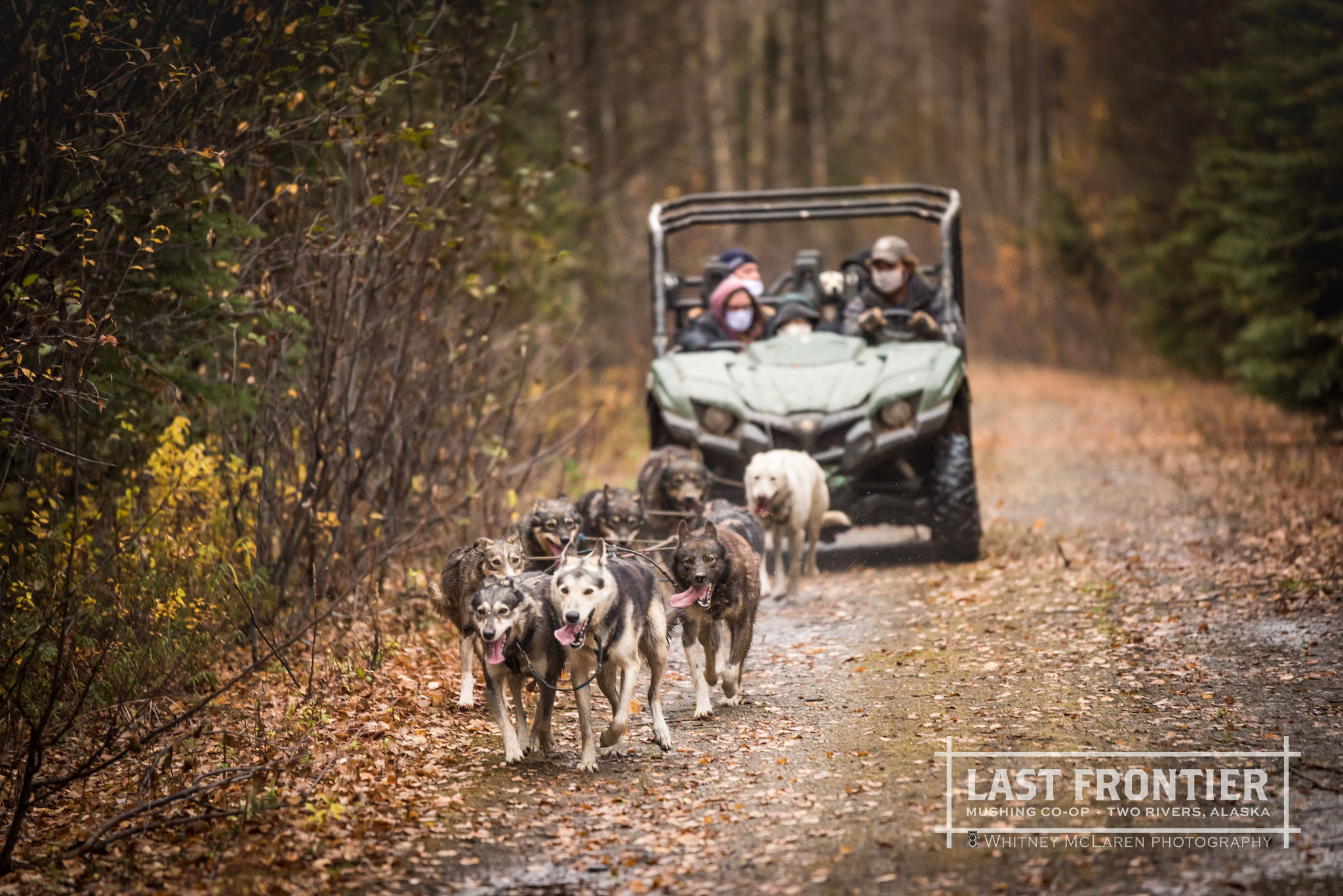 フェアバンクス犬ぞりツアー｜アラスカ - KKday