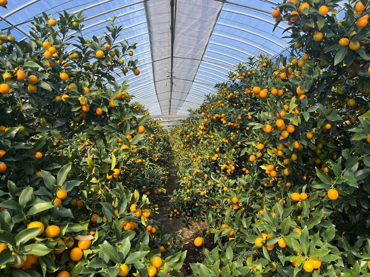 宮崎県産 完熟きんかん たまたま3kg | JAみやざき