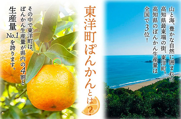 甲(カン)ちゃんのポンカンドリンク（3倍希釈果汁33％）500ml | 近藤印