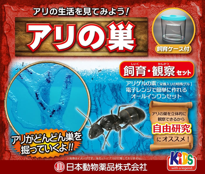 楽天市場】アリの巣 飼育観察セット 夏休み 宿題 自由研究 アリ観察