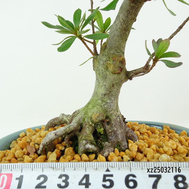 楽天市場】盆栽 皐月 煌 樹高 約31cm さつき Rhododendron indicum