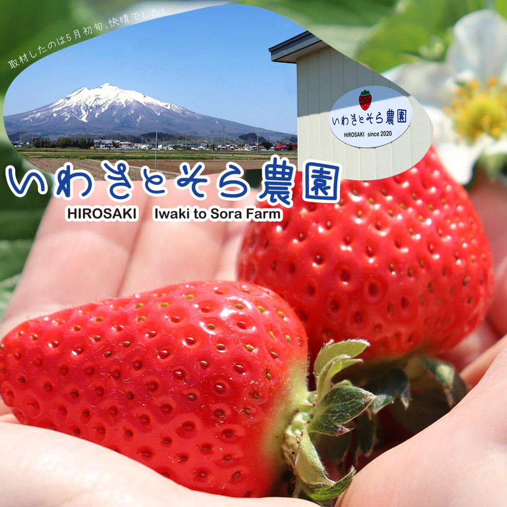 朝採り 完熟 いちご 【青森県産いちご 立夏JUICY 240g以上×2パック