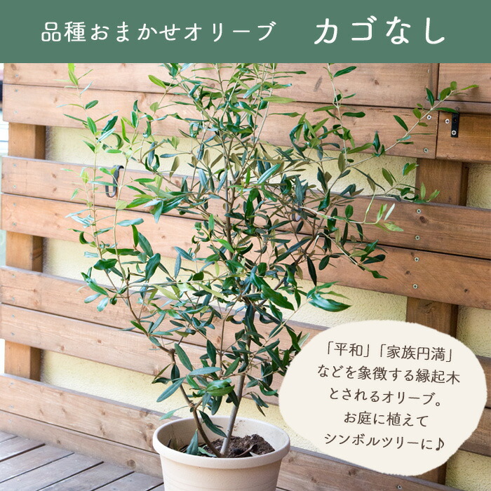 楽天市場】オリーブの木 観葉植物 オリーブ 8号 コロネイキ