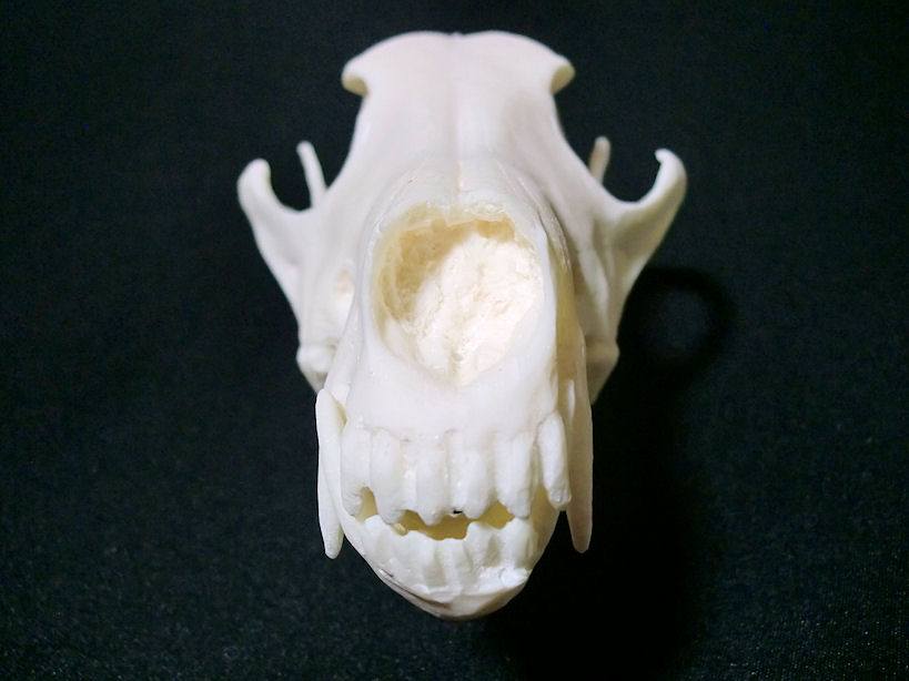 楽天市場】完全復刻◇ コヨーテ ◇イギリス産◇ 頭骨 ♯ 剥製 標本