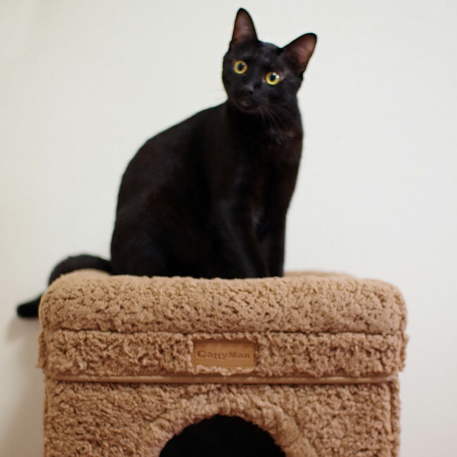 楽天市場】【セール対象品】キャティーマン HOT HOME ネコの暖かい