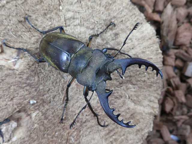 天然ミヤマクワガタ（熊本県産）60ミリペア販売/クワガタ工房 虫吉