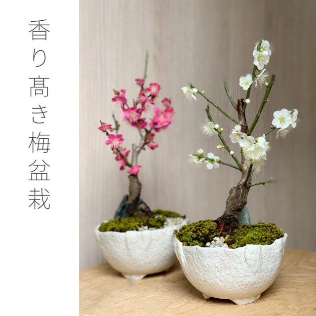 2026年開花終了】送料無料 【紅梅盆栽 万古白深鉢】 盆栽 ぼんさい