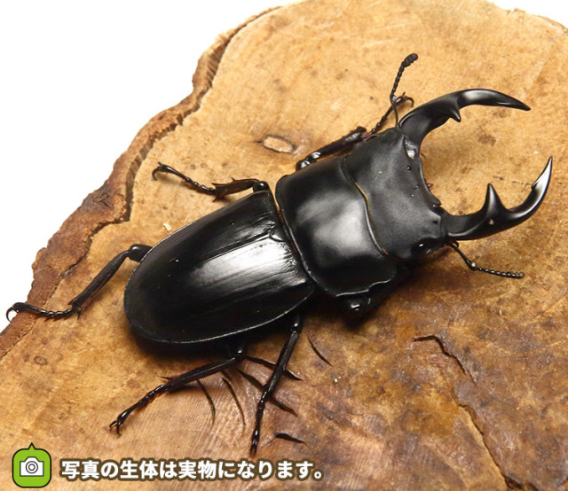 オオクワガタ 野外採集個体の販売│ビートルファーム