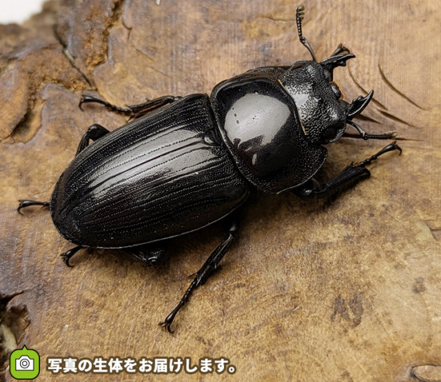 オオクワガタ メス単品・オス単品の販売│ビートルファーム