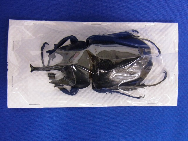 標本用）アクティオンゾウカブト106ミリUP