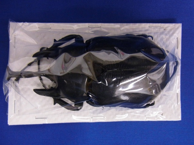 標本用）アクティオンゾウカブト106ミリUP その3