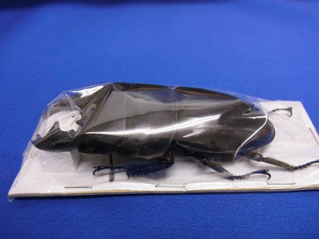 標本用）アルキデスヒラタクワガタ85ミリUP 中短歯型