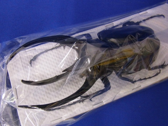 標本用）コーカサスオオカブト122ミリ その4