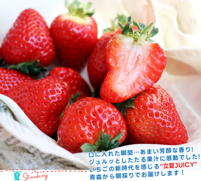 朝採り 完熟 いちご 【青森県産いちご 立夏JUICY 240g以上×2パック