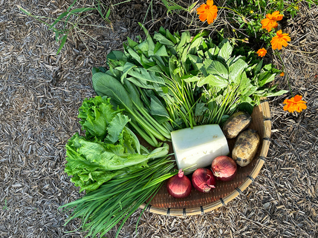 九州野菜セット