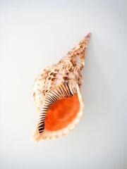 法螺貝・アラフラオオニシなど