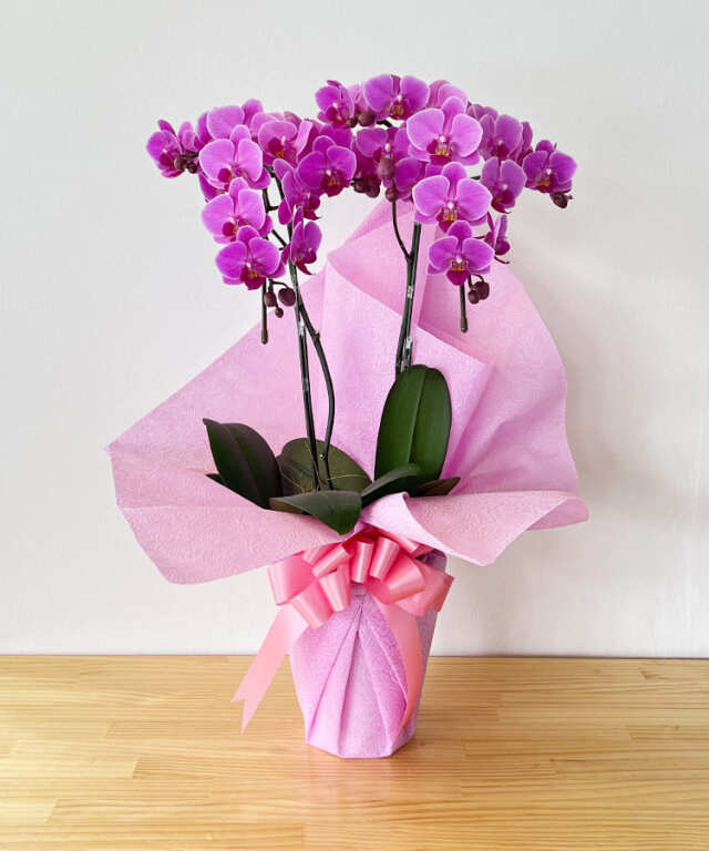 ミニ胡蝶蘭 生花 ウェディング2本立ち｜ 胡蝶蘭の贈り物なら胡蝶蘭専門